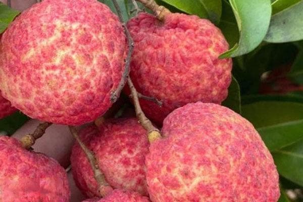 荔枝季节是几月到几月成熟？国内七大优质产地大盘点