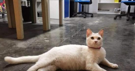 猫咪呼吸时身体抖动的原因及应对方法