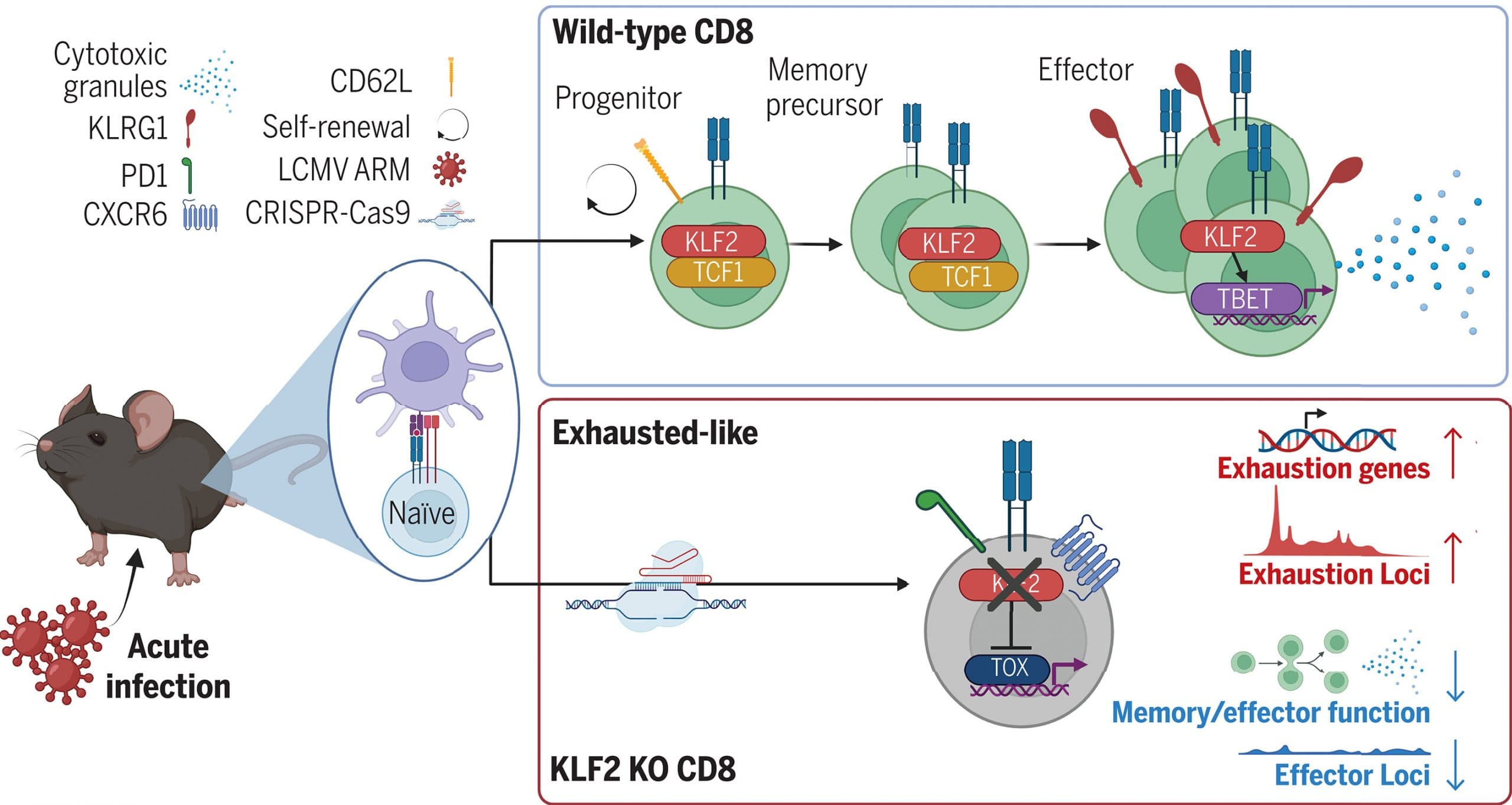 Science：转录因子KLF2抑制T细胞耗竭的关键转录因子