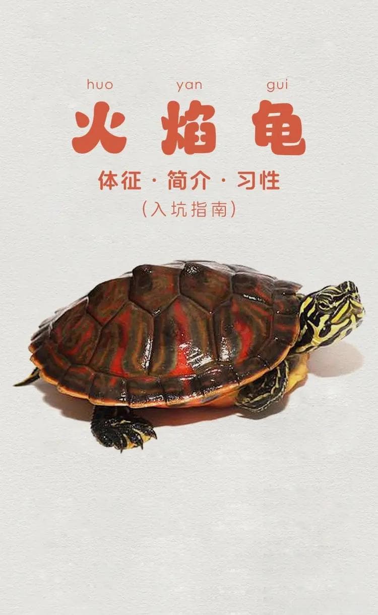 新手必读：火焰龟饲养完全指南