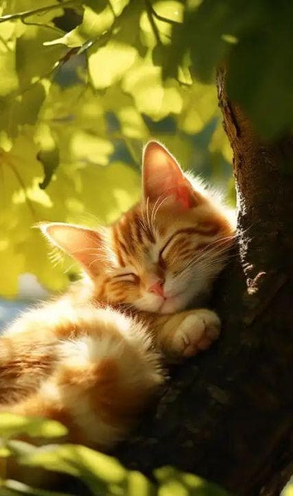 猫咪睡眠：萌态背后的奥秘与启示