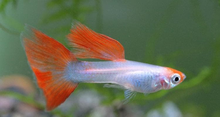 养孔雀鱼的水里需要放什么？（探索孔雀鱼水族箱的理想环境）