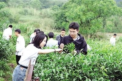 "五一"期间，《印象大红袍》共演出16场，接待观众3万人次——武夷夜间漫茶香