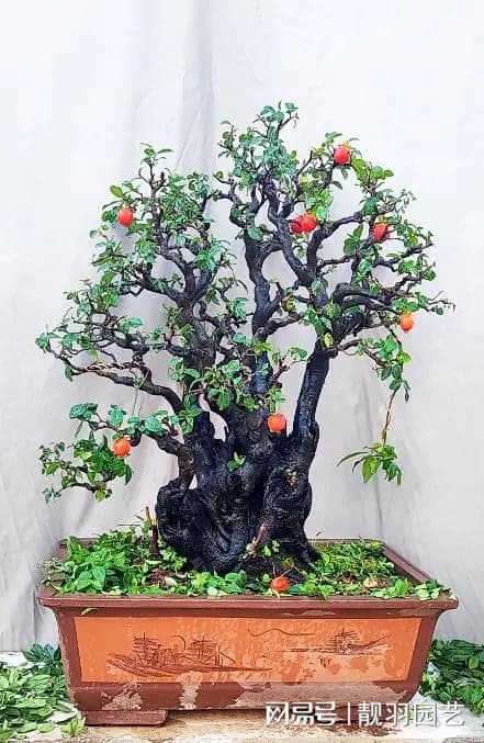 绿植养护秘籍：掌握浇水时机，让盆景花卉茁壮成长