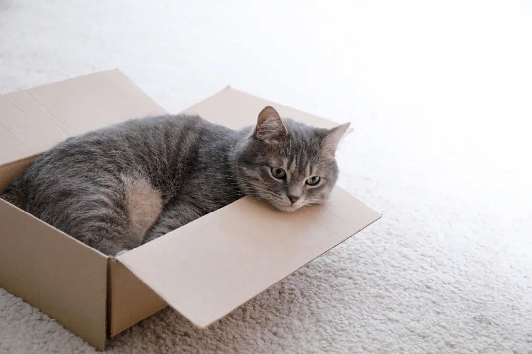 猫真的是液体吗？科学家：我有证据！