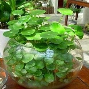 金钱草：从药用价值到食用方法的全面解析