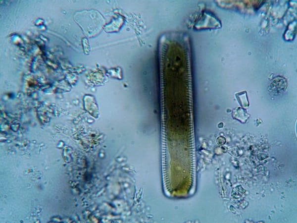 了解海洋食物链：从浮游生物到顶级捕食者