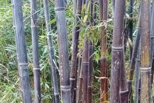 紫竹怎么养才能更旺盛？