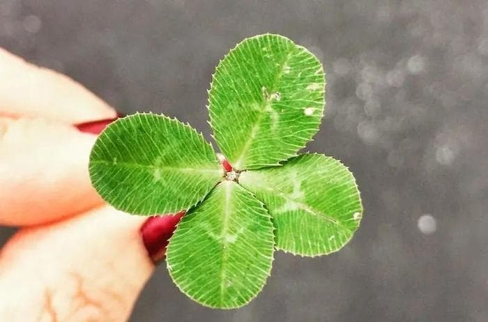 考试前一天，朋友祝我“break a leg”，这是什么意思？