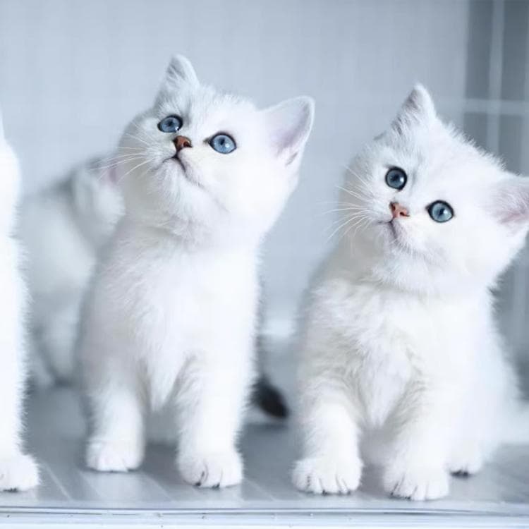 猫适合在海里游泳吗？这些知识你需要了解