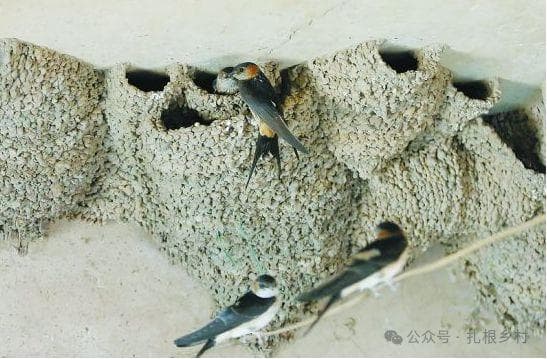 我家也不穷，为何却没有燕子来家里筑巢？如何吸引燕子来家筑巢？