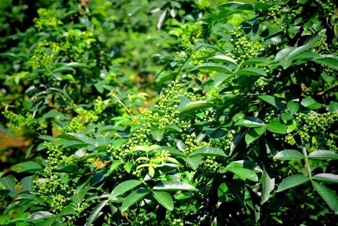 花椒：自然疗法宝藏，祛湿通气又养生！