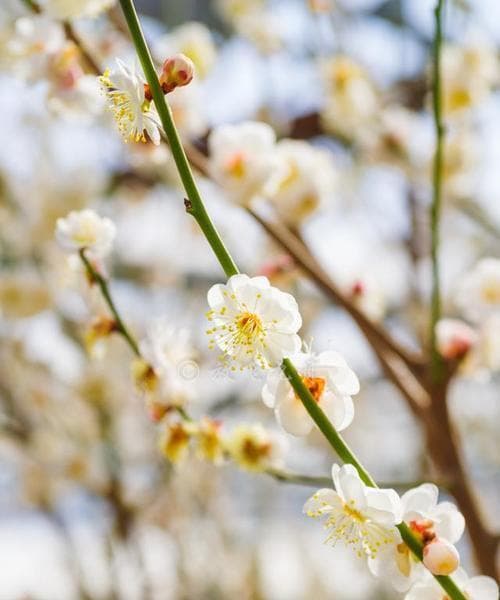 梅花——冬季的花神（梅花开放的奥秘及其品种分类）