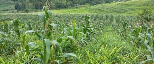生姜种植条件与栽种气候条件剖析