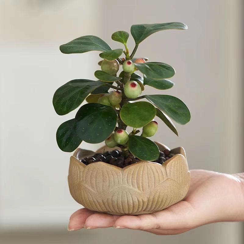 怎样种植小盼菩提（小盼菩提的养护知识）