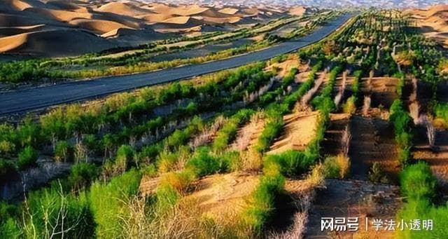 中国将一种兔子赶入沙漠！不仅将沙漠变绿洲，还帮当地人赚大钱？