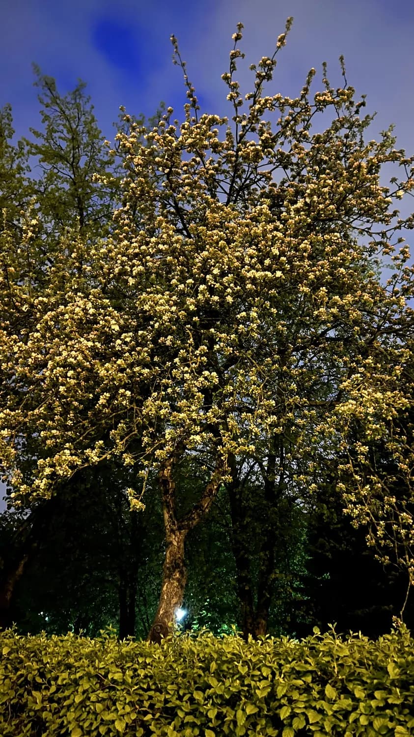 小区园林绿化：如何选对植物？