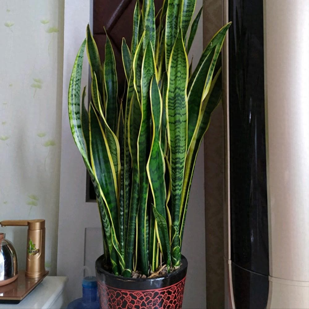 想让虎皮兰高大挺拔？记住这三喜三怕