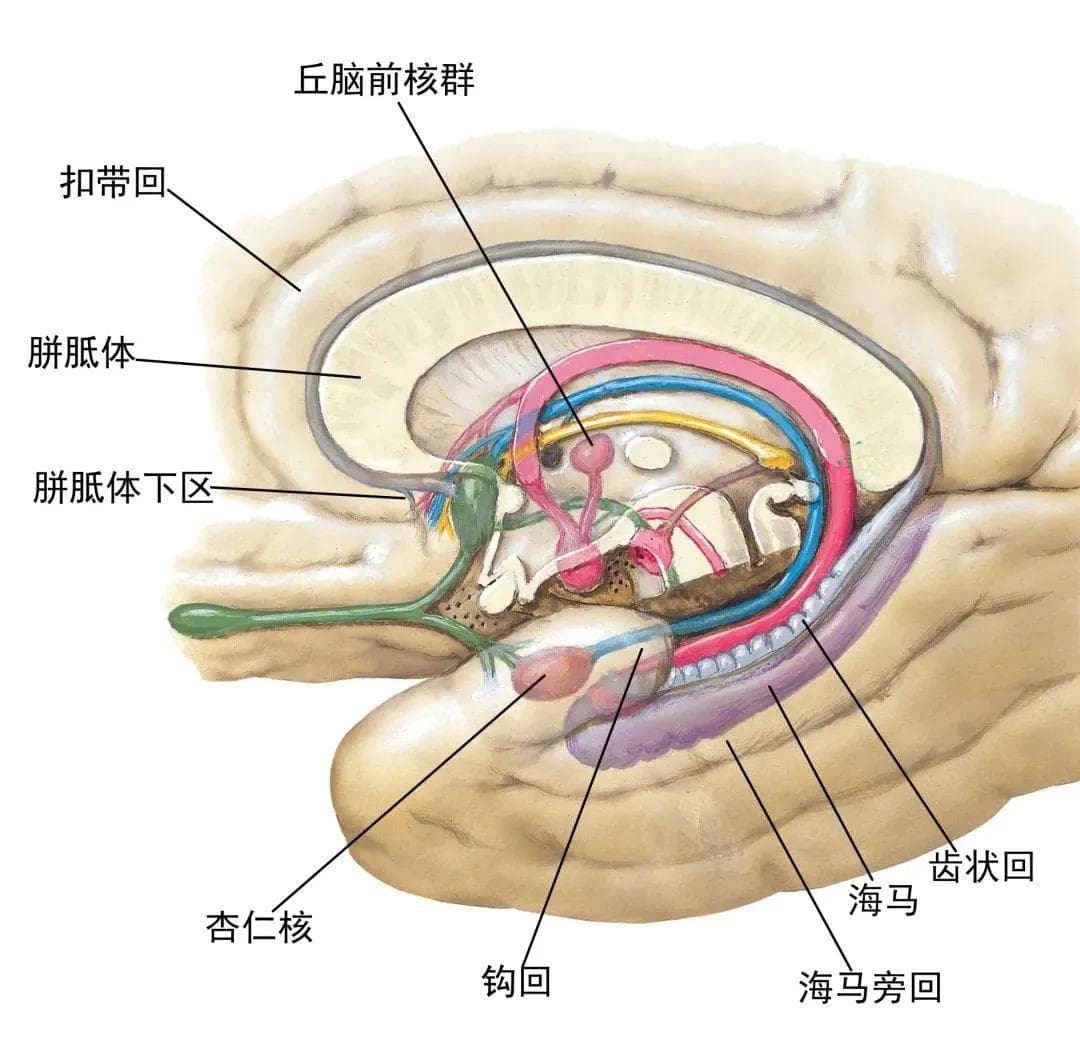 内脏的中枢调节机制