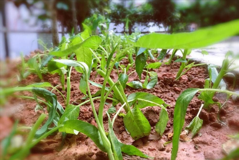 出伏时节：5种蔬菜种植正当时