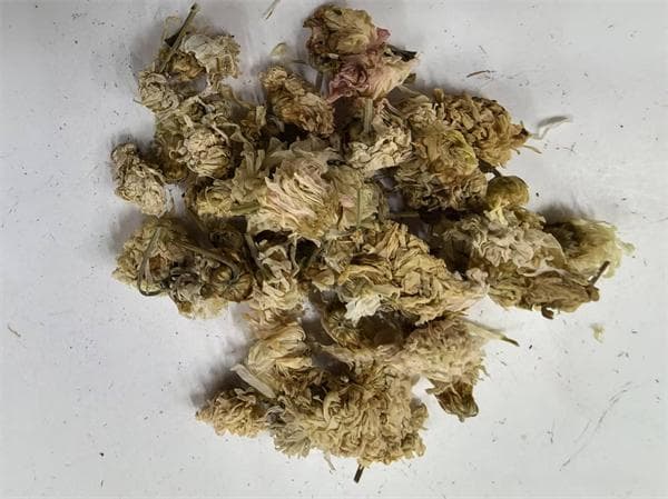 常用中药100味|菊花：中药界的“小太阳”