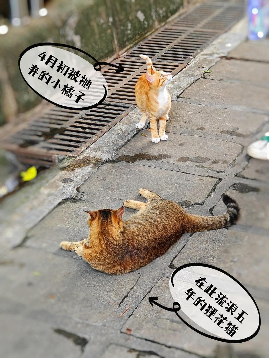 流浪猫的救治与绝育——如何平衡流浪猫与社会环境的矛盾？