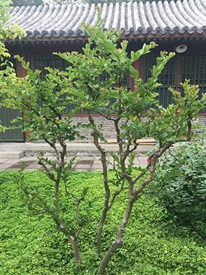 紫薇：一种美丽的观赏植物