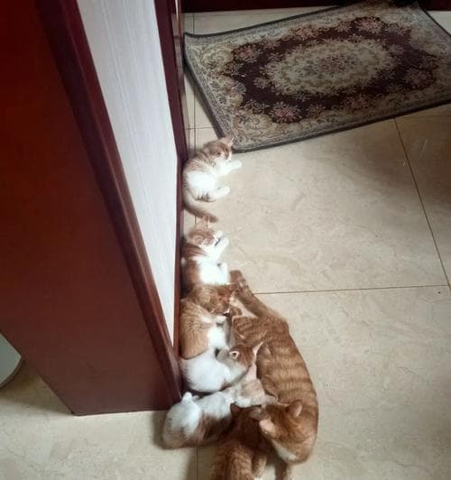 猫咪人工喂奶技巧大揭秘（掌握正确喂奶姿势）