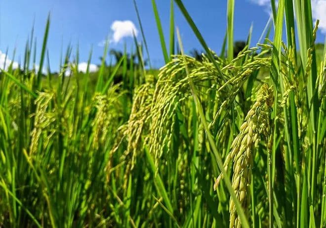 如何判断水稻是否成熟？从外观到生理指标的全方位解析