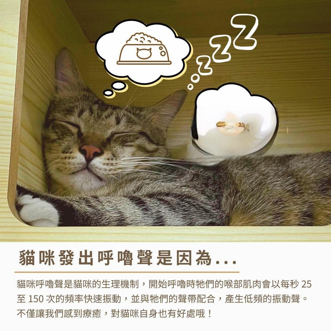 為什麼貓咪會呼嚕？解讀貓咪呼嚕聲的六大原因！