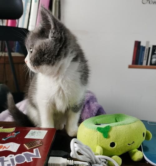 如何增强猫咪的信号（提高宠物猫咪的沟通能力和信赖感）