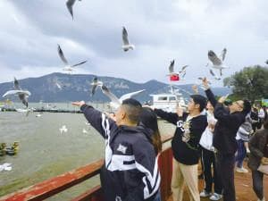 抵昆红嘴鸥已达5000只 今年新增5个免费投喂点吸引红嘴鸥停驻