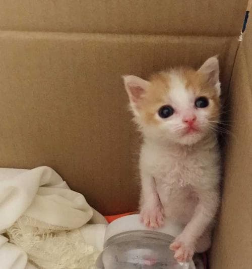 小猫为何会吐黄水（探究宠物小猫吐黄水的原因与解决方法）
