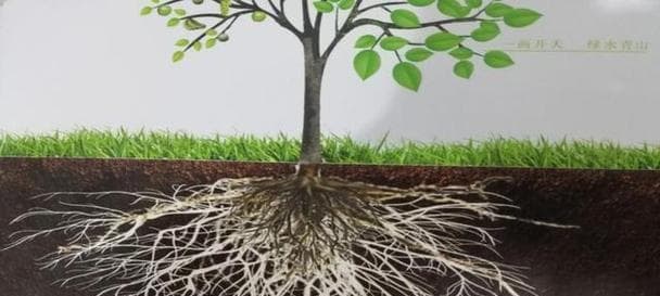 植物吸收钙肥的最佳方式是什么？