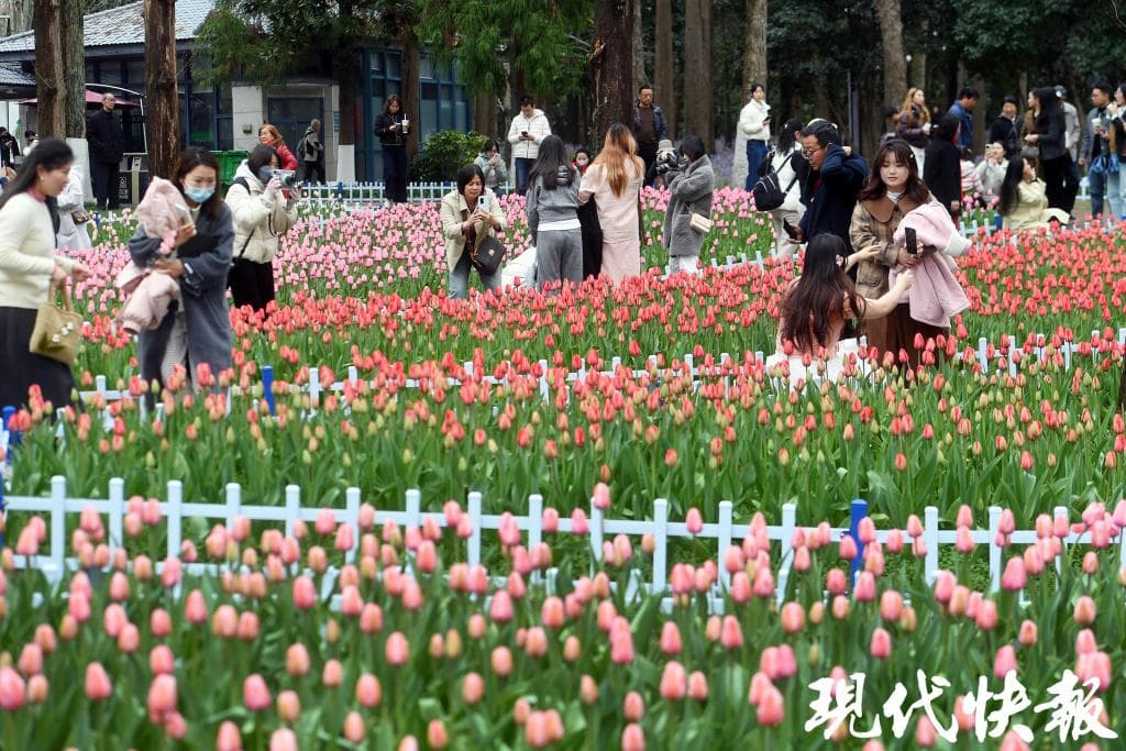 南京中山植物园第28届欧洲花卉展：35万株郁金香绽放，新增"莫奈花园"花境