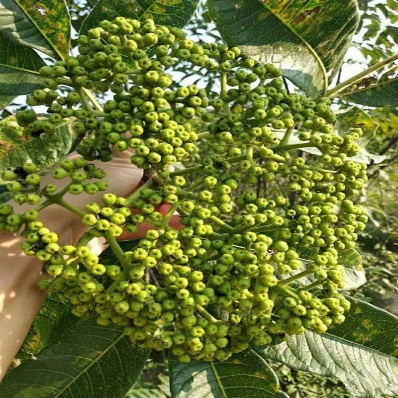 温中止痛又抗菌，吴茱萸的多重功效与使用指南