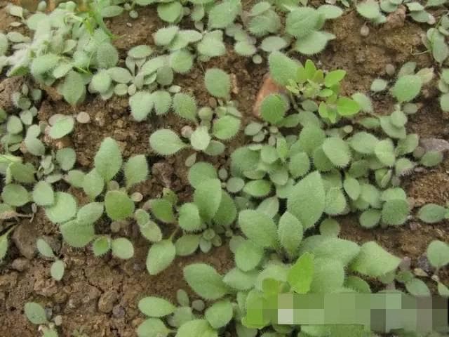 北京6月份开花宿根花卉品种详解