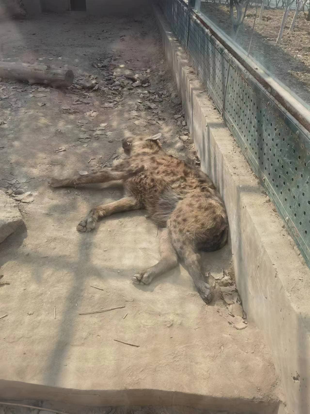 中型猛兽馆——斑鬣狗
