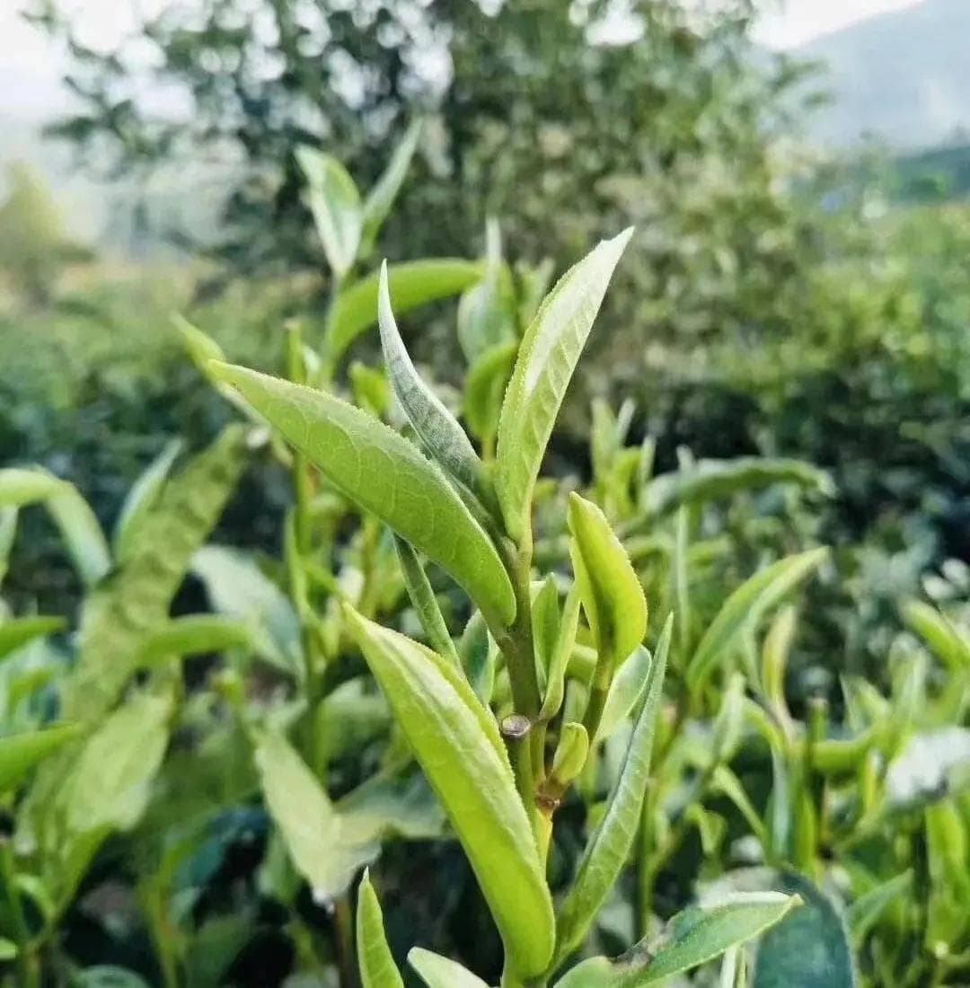 “云茶三杰”之云南绿茶
