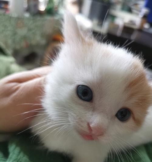 给猫取名字的艺术：如何选择一个合适的名字