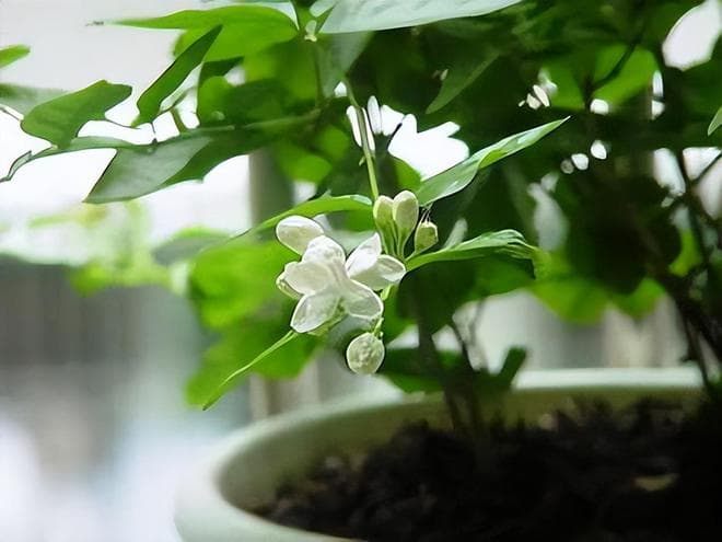 八首咏茉莉花的诗词，应是仙娥宴归去，醉来掉下玉搔头
