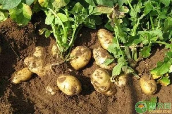 土豆种植技术与管理方法
