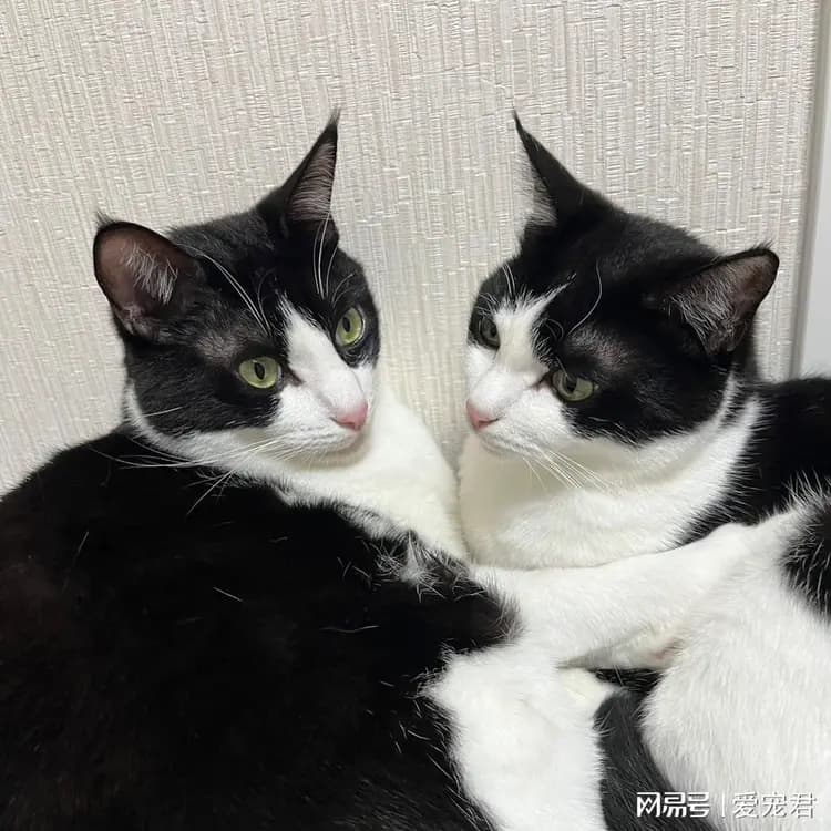 猫咪房间有异味怎么办，4个简单妙招化解猫房的“嗅觉危机”