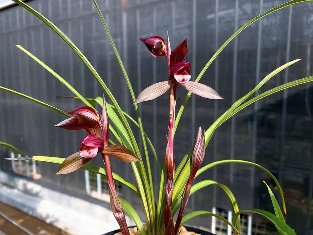 适合新手的6种兰花，皮实好养性价比高，开花又香又美