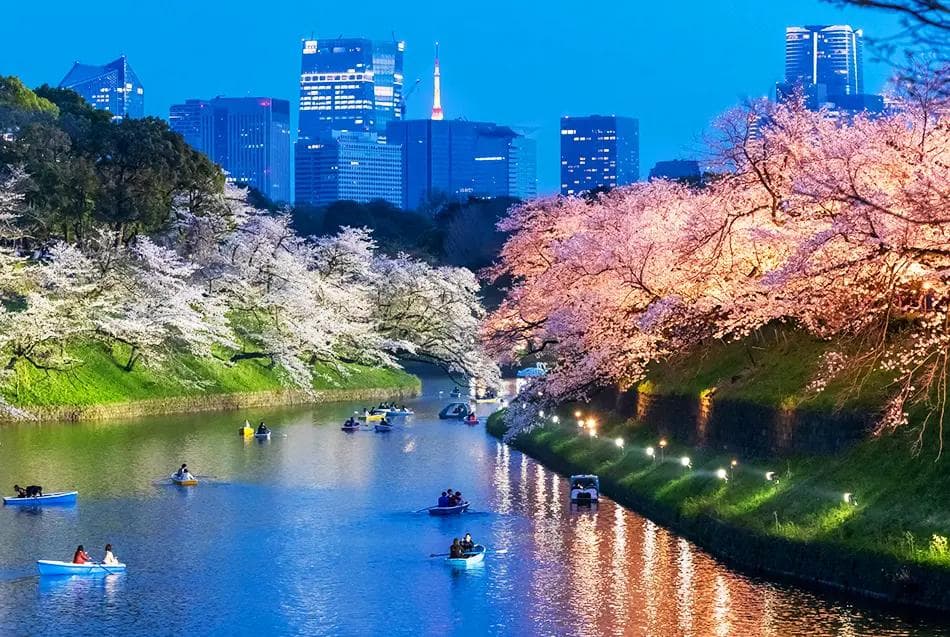 东京夜樱・夜间点灯赏樱指南