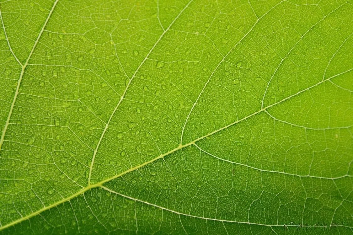 植物的“呼吸之窗”：气孔导度的奥秘