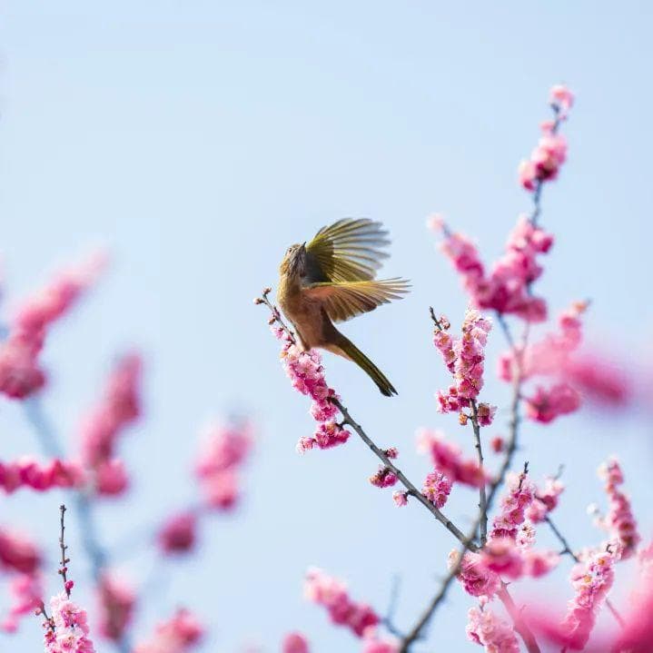 周末就去！铁山坪森林公园迎来“最佳赏花季”
