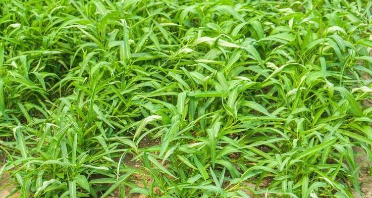 空心菜种植的最佳时间（掌握正确时间，种出健康的空心菜）