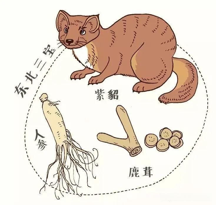 长春十大特产全攻略：从东北三宝到地方美食