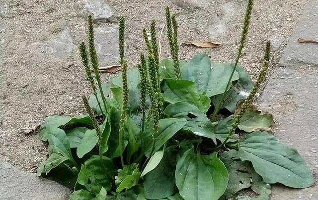 “车前草”是个宝，用它来煮水喝，或能帮助解决这4个问题